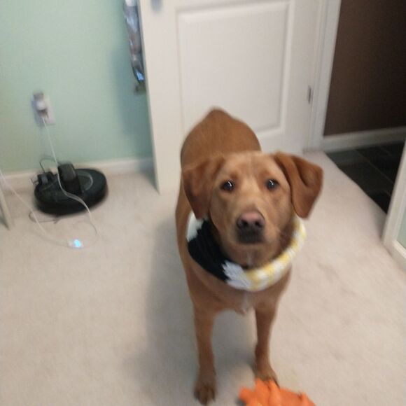 Hand Crafted Extra Large Knit Pet Ininity Scarve Dog Clothes Winter Pull Over - Picture 5 of 7